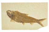 Detailed Fossil Fish (Knightia) - Wyoming #318548-1